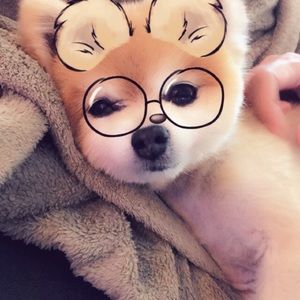 Meet your Posher, Moemoe